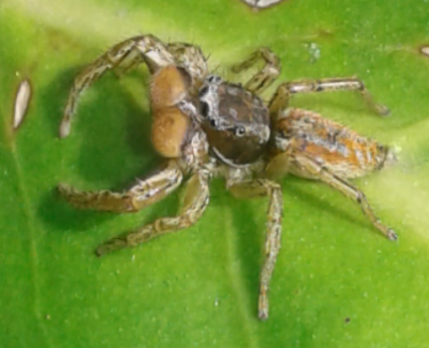 Salticidae : maschio di Marpissa pomatia?  S